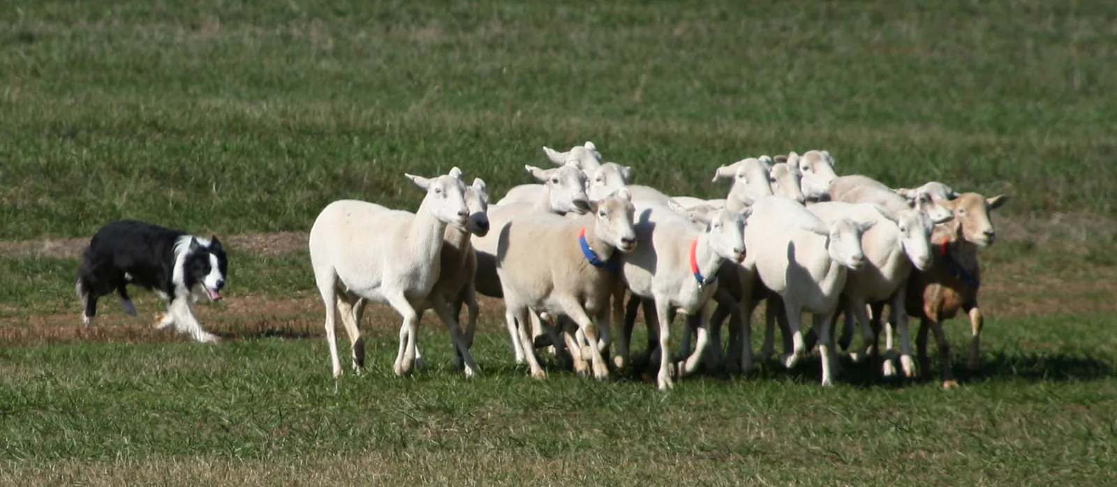 A border collie works a flock of sheep at the sheepdog trials at Rural Hill in Huntersville