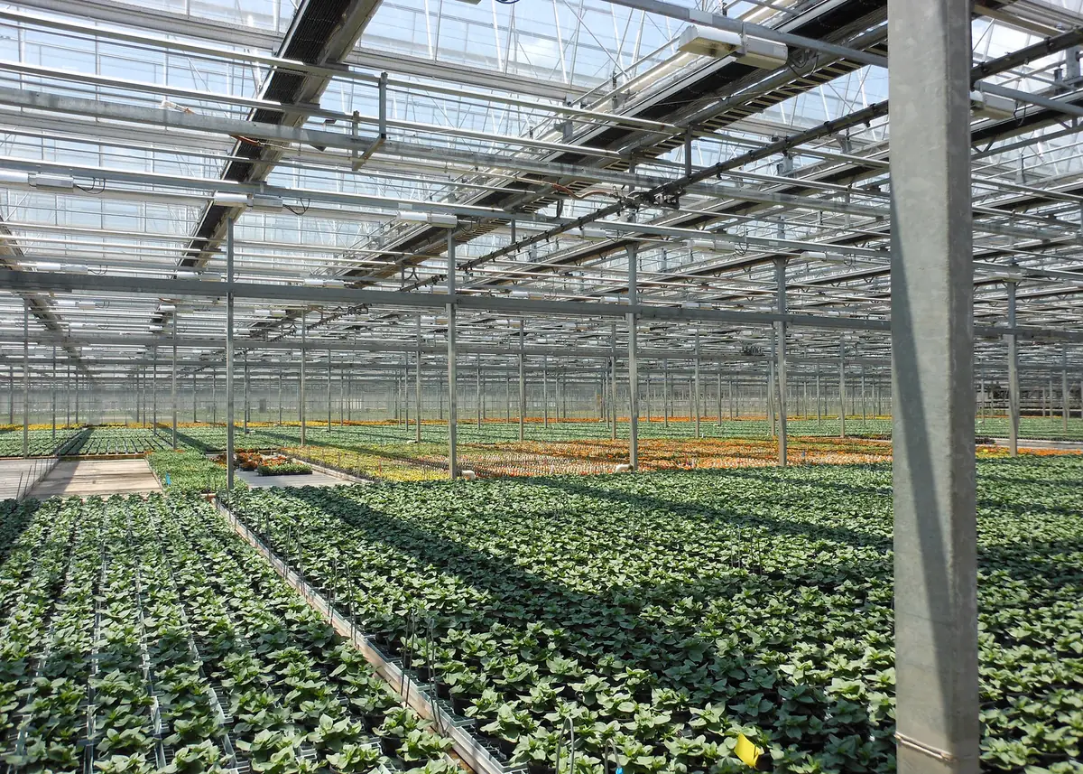 Rows of seedlings growing under glass at Metrolina Greenhouses in Huntersville
