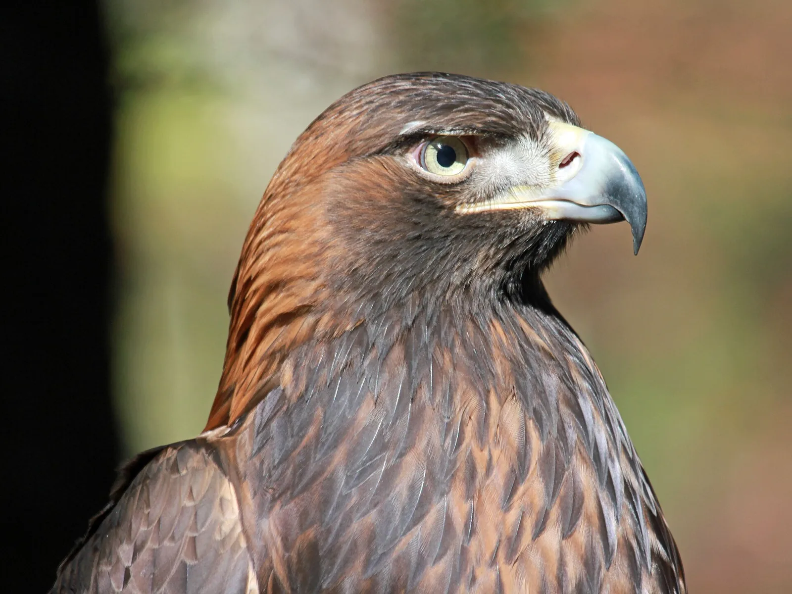 A golden eagle at the Carolina Raptor Center in Huntersville.