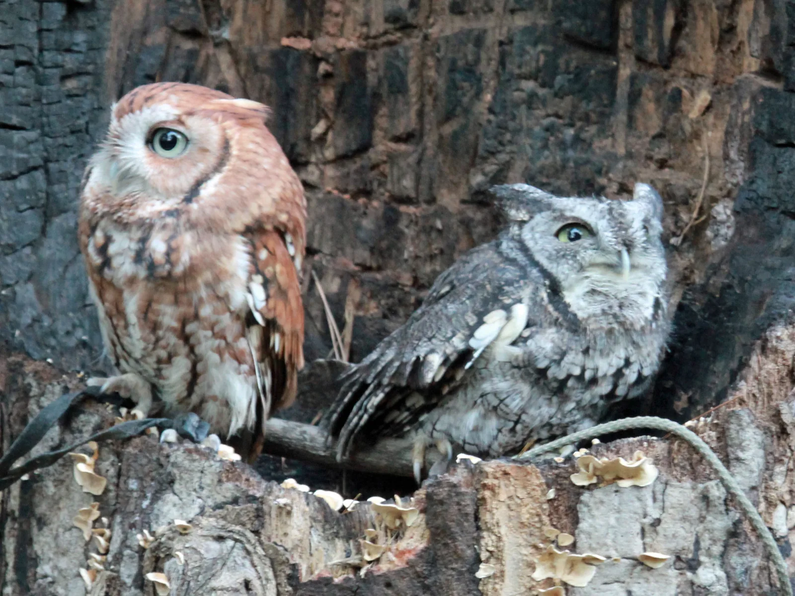 A red-phase and a gray-phase eastern screech owl at the Carolina Raptor Center in Huntersville, home of Owl-O-Ween.