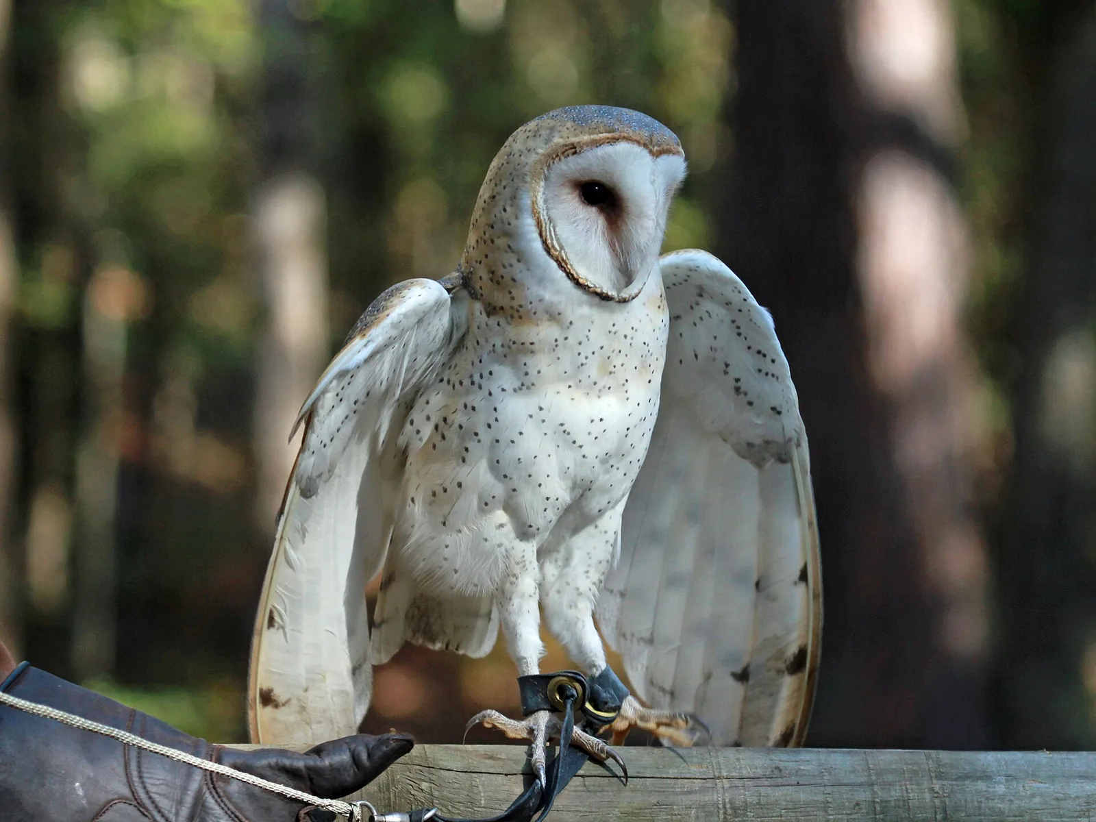 A barn owl at the Carolina Raptor Center on Sample Road in Huntersville.