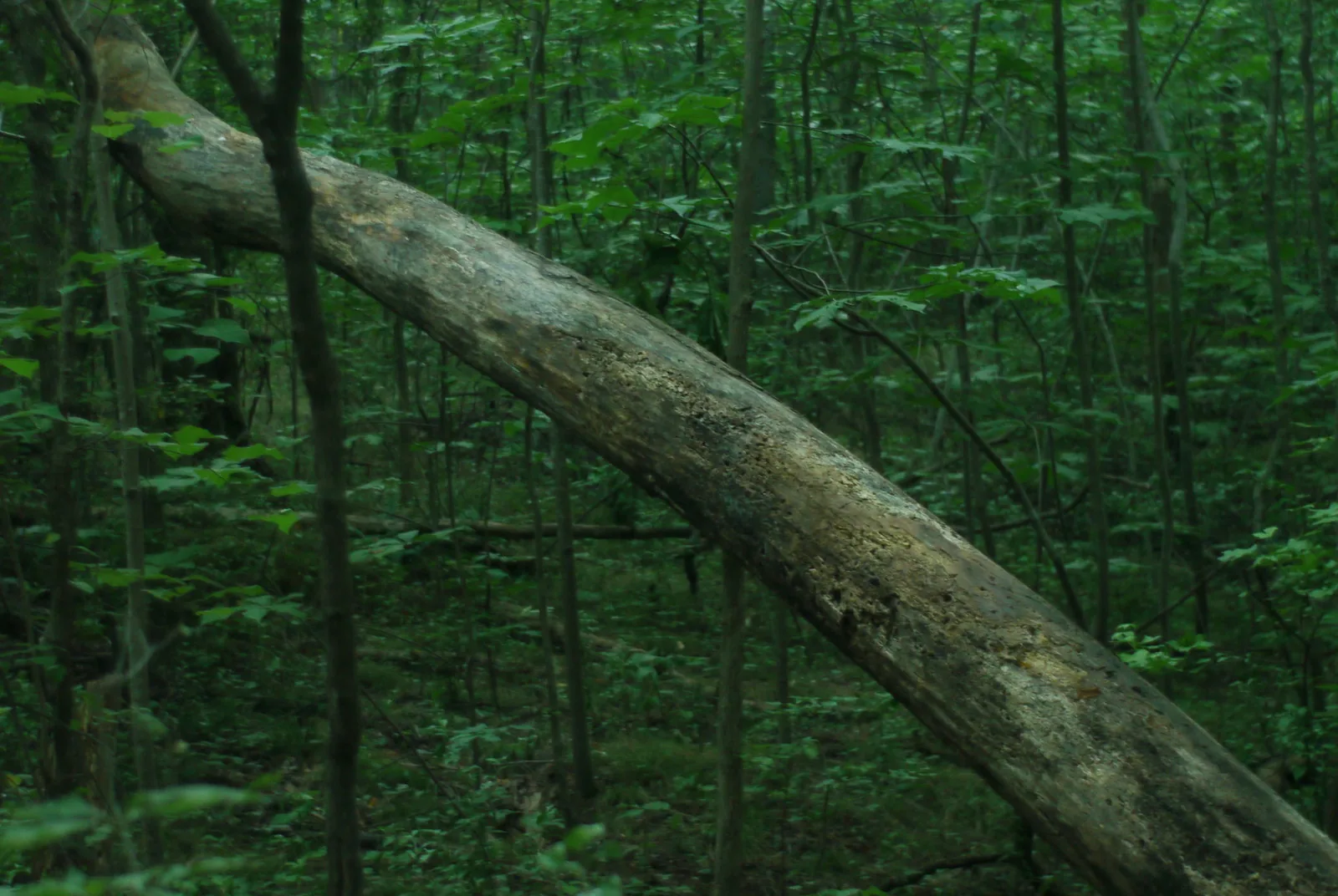 Hardwood forest beside a fallen tree at Latta Nature Preserve on Mountain Island Lake