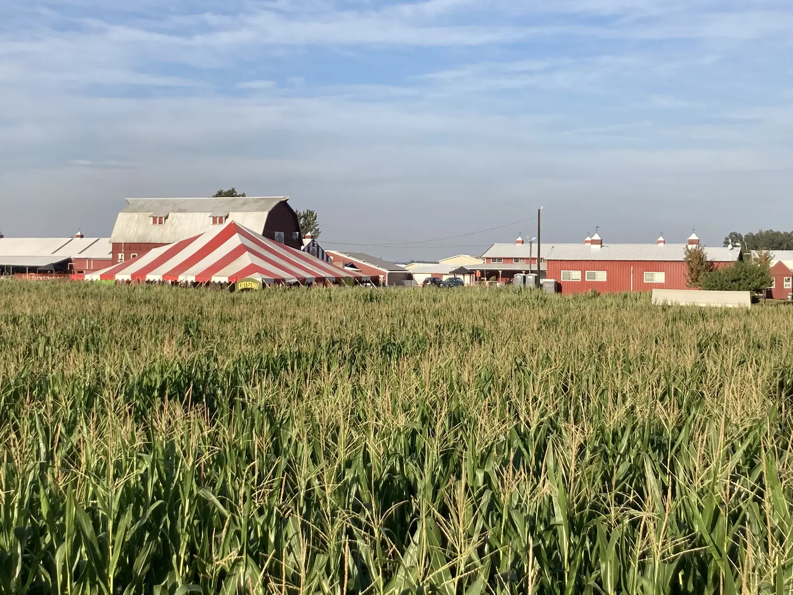 Tall rows of corn stand in front of red barns and a striped tent at a farm corn maze on Sauvie Island, Oregon