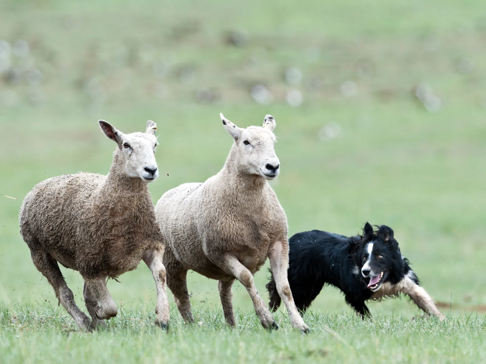 A black-and-white border collie drives two sheep across a grass field at a sheepdog trial in California